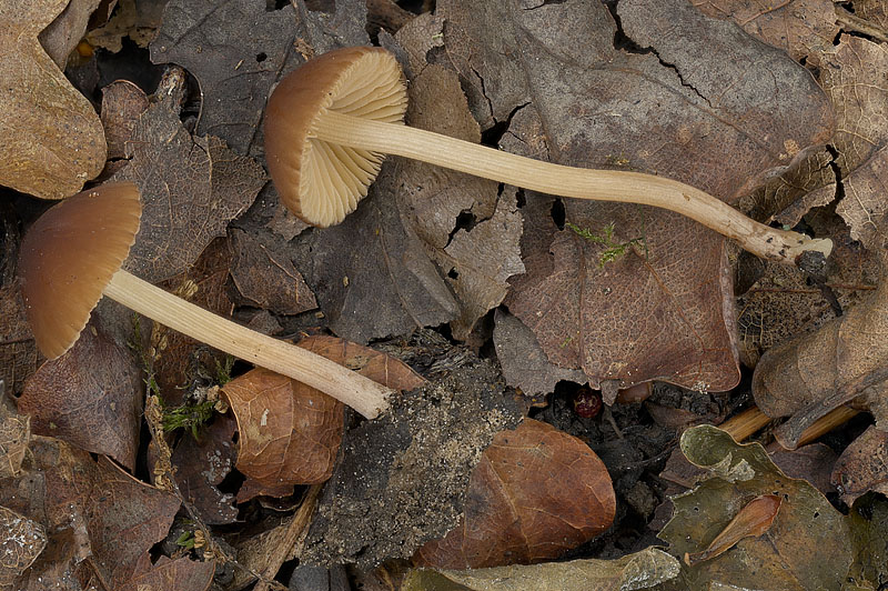 Conocybe cf brunneocola